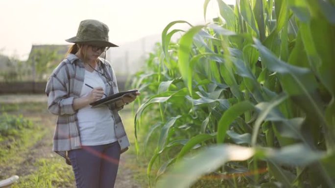用数字平板电脑检查和监控玉米田农产品的年轻女农民