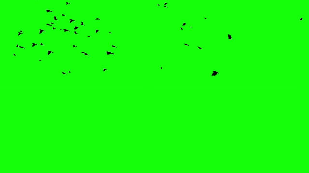 绿色屏幕上飞来飞去的乌鸦或乌鸦群