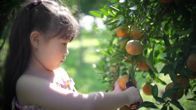 可爱的女孩在橘子田里摘橘子