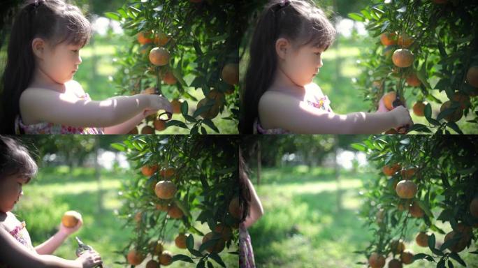 可爱的女孩在橘子田里摘橘子