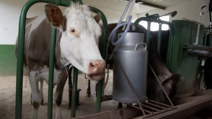 农民在进食时检查准备挤奶的奶牛