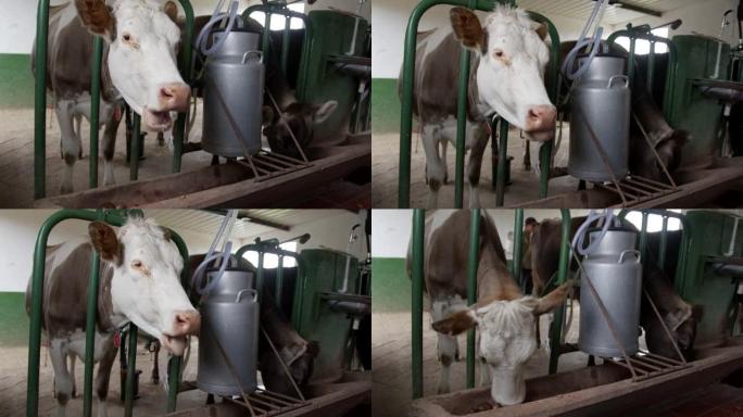 农民在进食时检查准备挤奶的奶牛