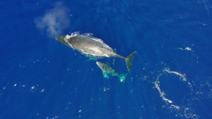 鲸鱼家族的空中射击正在蓝色的海洋或海洋中游泳。理念: 自然、假日、爱家。