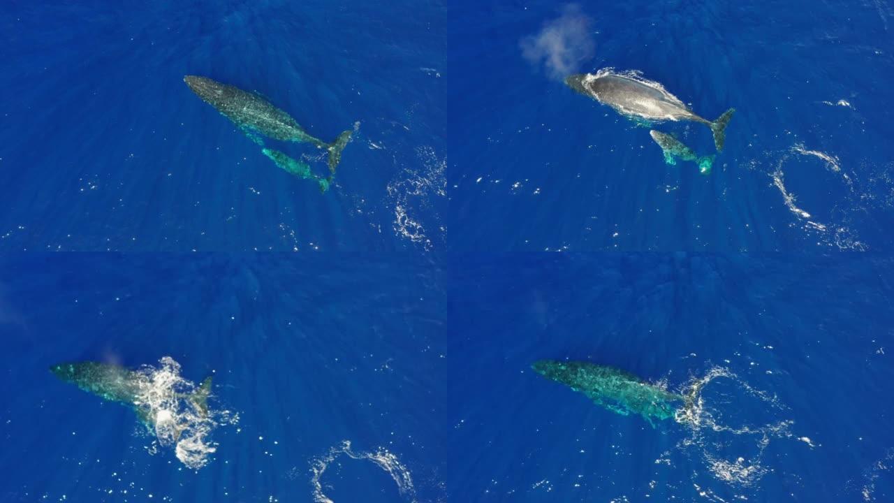 鲸鱼家族的空中射击正在蓝色的海洋或海洋中游泳。理念: 自然、假日、爱家。