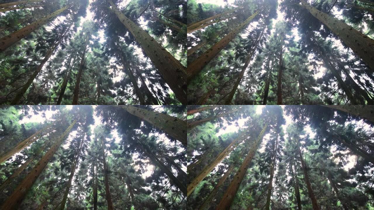 松树森林抬头松树森林氧吧阳光