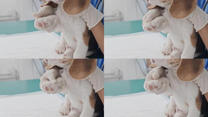 兽医照顾小狗特写镜头左侧留白脚掌按摩