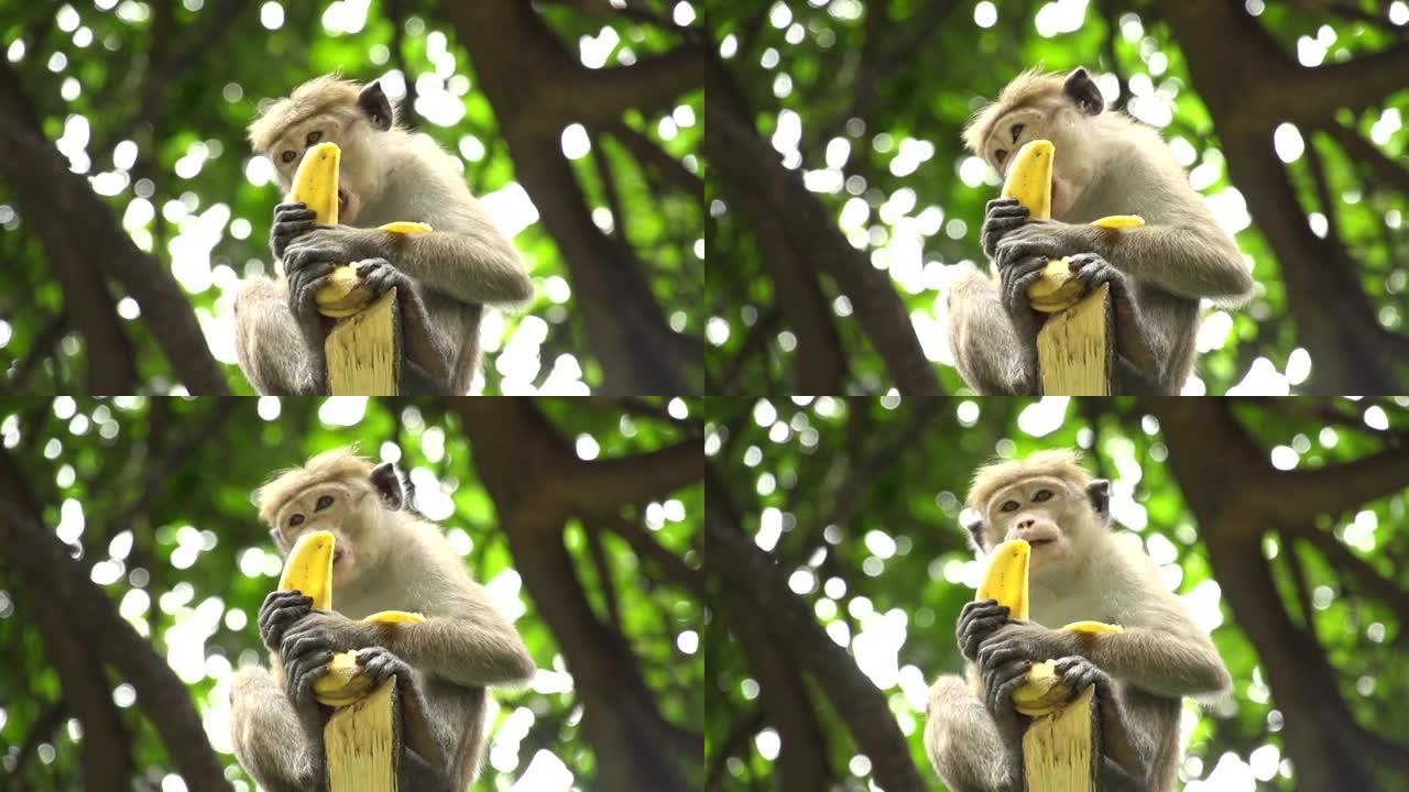 慢动作: 猴子吃香蕉