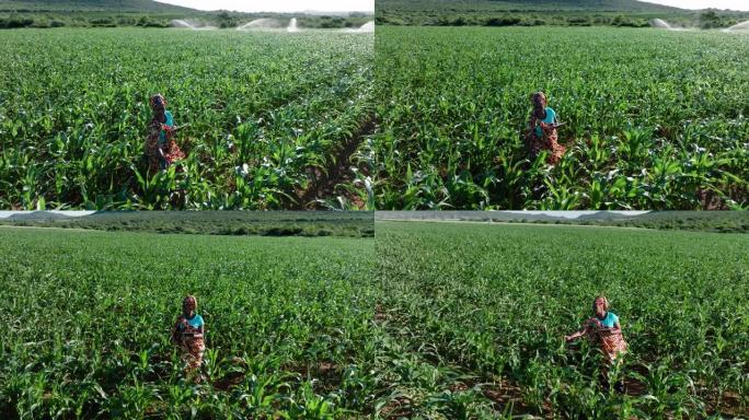 鸟瞰图。穿着传统服装的非洲黑人女农民使用数字平板电脑监控大玉米作物。背景灌溉