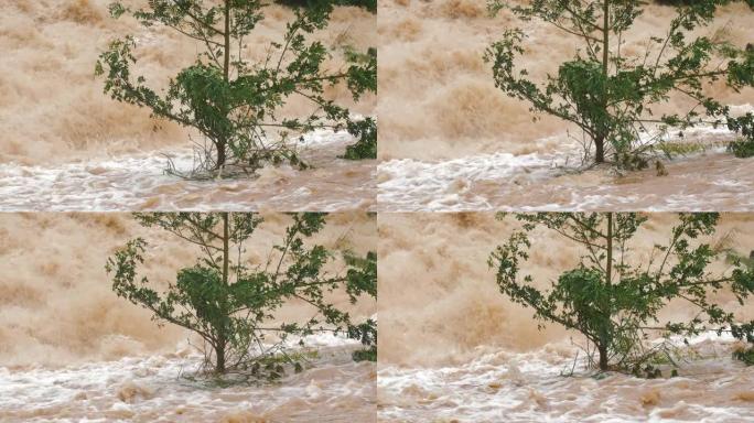 浑浊的暴雨洪水中的一棵小树