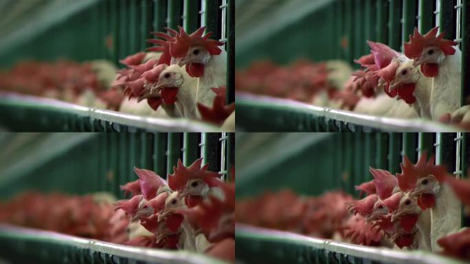 动物养殖，用鸡蛋笼鸡。特写。4k分辨率。