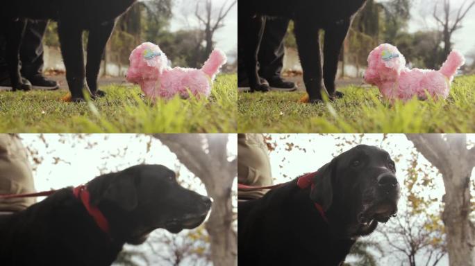 黑狗嗅一只玩具狗。特写。