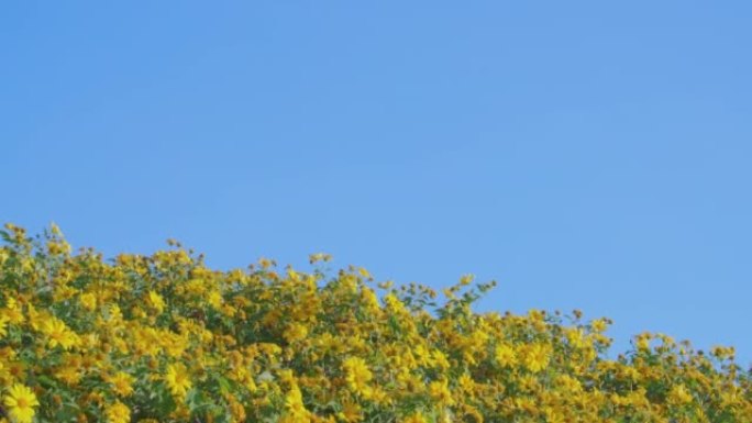 泰国北部蓝天下黄色绽放的墨西哥向日葵。