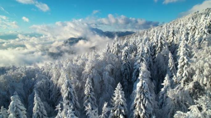 空中: 新鲜降雪后，云杉森林和高山景观的壮丽景色