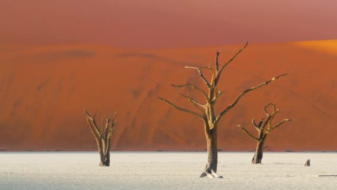 非洲纳米比亚白土锅中的WS Deadvlei树