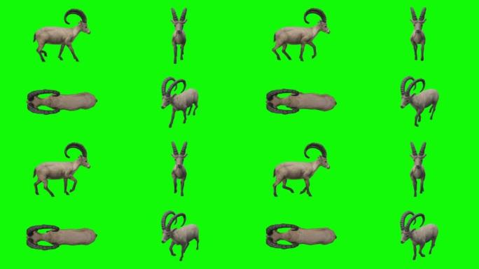 在绿色屏幕上行走ibex。动物的概念，野生动物，游戏，返校，3d动画，短视频，电影，卡通，有机，色键