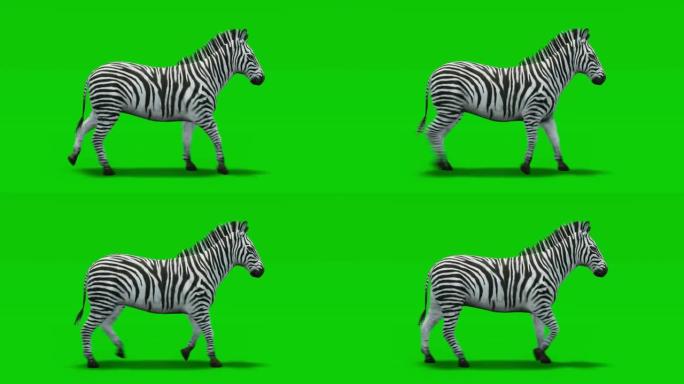绿屏上带有运动模糊的斑马行走动画。动物的概念，野生动物，游戏，返校，3d动画，短视频，电影，卡通，有