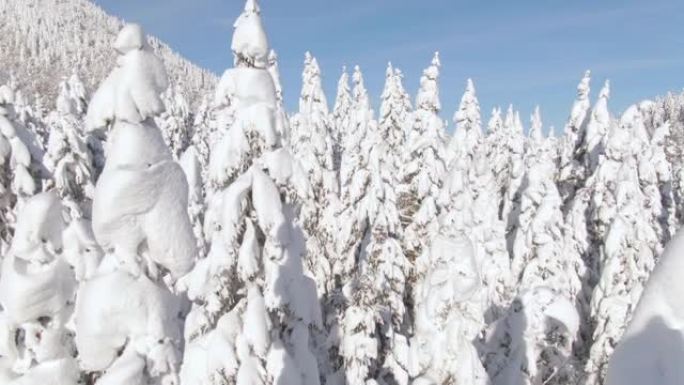 空中: 用新鲜粉末雪覆盖的松树树梢的无人机观点。