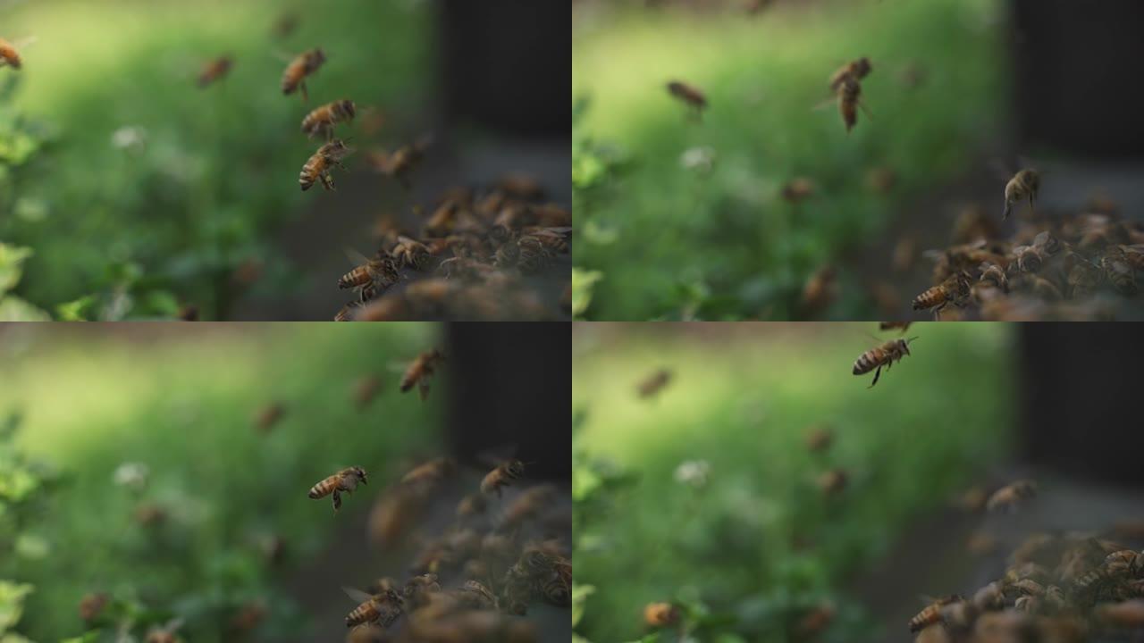 蜜蜂飞回蜂巢慢动作