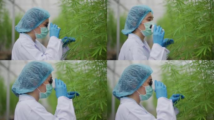 女性植物学家通过微型便携式显微镜观察外部开花结构或晶体三色