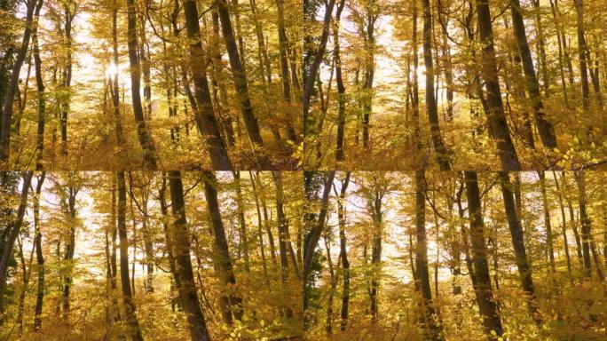在多风的10月天，阳光在秋天的阴影中窥视着森林树木