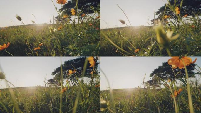 森林里的花。黄色花朵特写视频素材