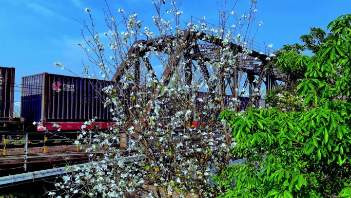 柳州铁路桥列车驶过紫荆花处