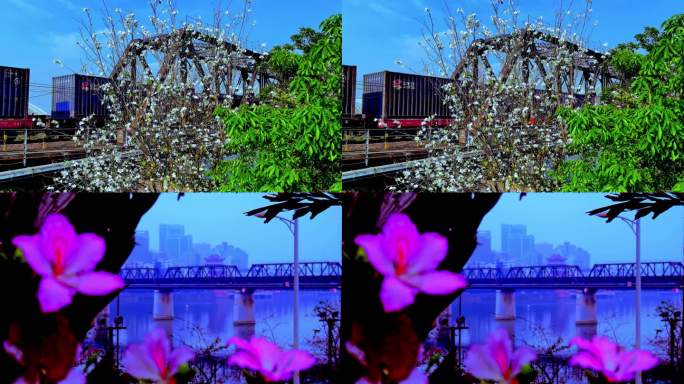 柳州铁路桥列车驶过紫荆花处