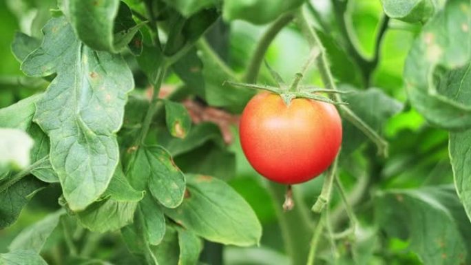 关闭番茄西红柿蔬菜大棚温室