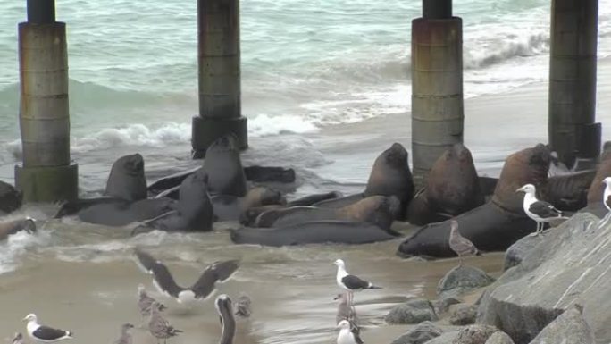 智利瓦尔帕莱索渔港的美洲海狮 (Otaria flavescens) 、海鸥和鹈鹕。