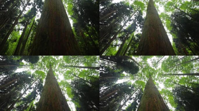 森林树木的低角度视图