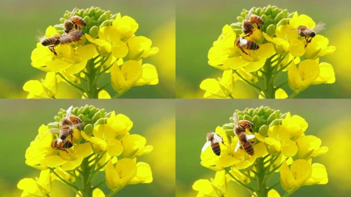 春季低芥酸菜子花上的蜜蜂