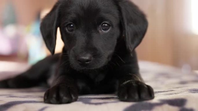 悲伤孤独的黑色小狗专注地看着镜头。小狗舔它的爪子，想结识
