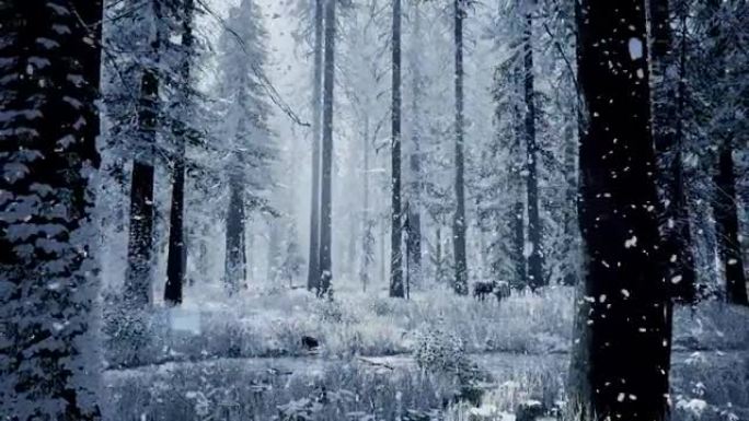 冬天在森林里降雪，圣诞节早晨下雪柔和。冬季景观。白雪覆盖的树木。