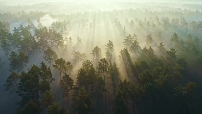 用阳光对晨雾森林进行空中拍摄。太阳在雾中穿透树木，形成长长的光束。森林自然背景