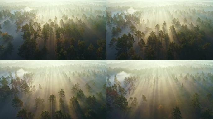 用阳光对晨雾森林进行空中拍摄。太阳在雾中穿透树木，形成长长的光束。森林自然背景
