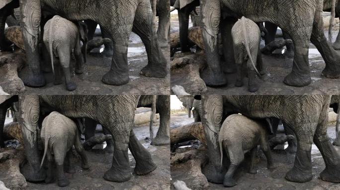 野生动物。可爱的小象小牛站在水坑下母亲的腿下的特写镜头