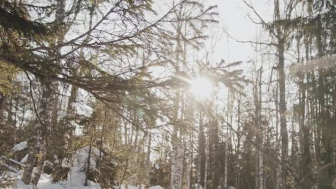 冬季森林景观逆光光芒镜头炫光山林树林