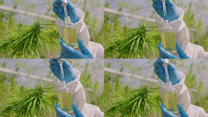 大麻油和叶子植物萃取精华大麻油提炼