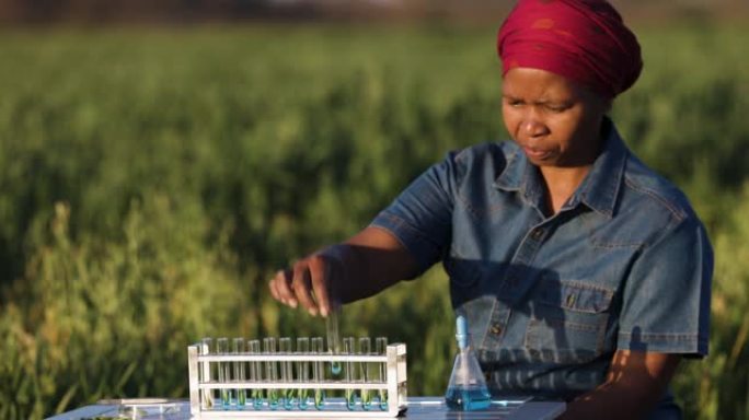 非洲黑人女农学家生物学家农民在大型农场检查燕麦谷物作物的质量。特写肖像