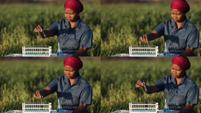 非洲黑人女农学家生物学家农民在大型农场检查燕麦谷物作物的质量。特写肖像