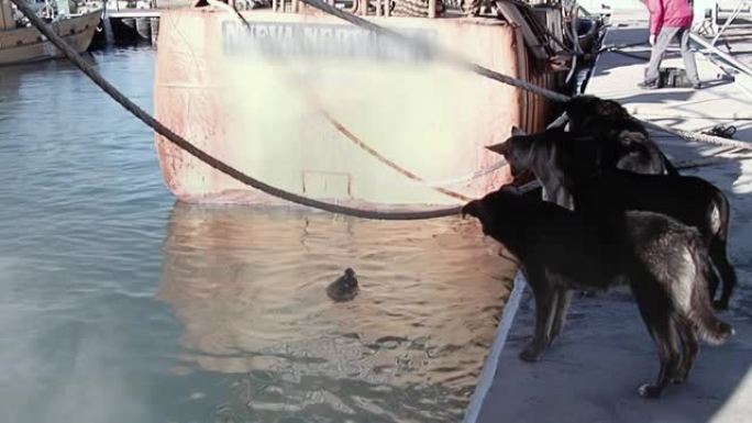 阿根廷巴塔哥尼亚里约内格罗省圣安东尼奥奥斯特港的狗看着海狮。