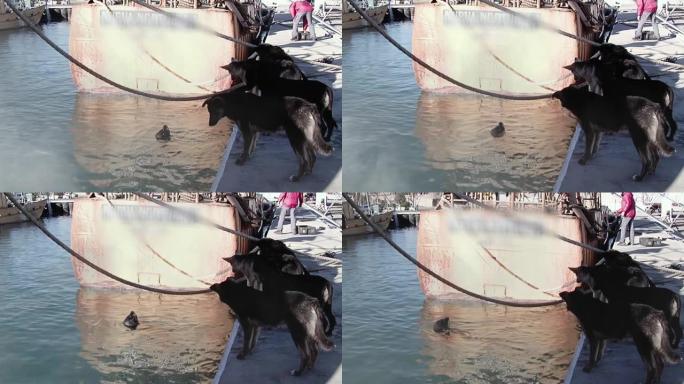 阿根廷巴塔哥尼亚里约内格罗省圣安东尼奥奥斯特港的狗看着海狮。