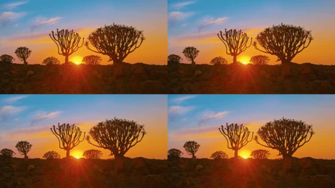 WS宁静的日落在轮廓颤抖的树森林，纳米比亚，非洲