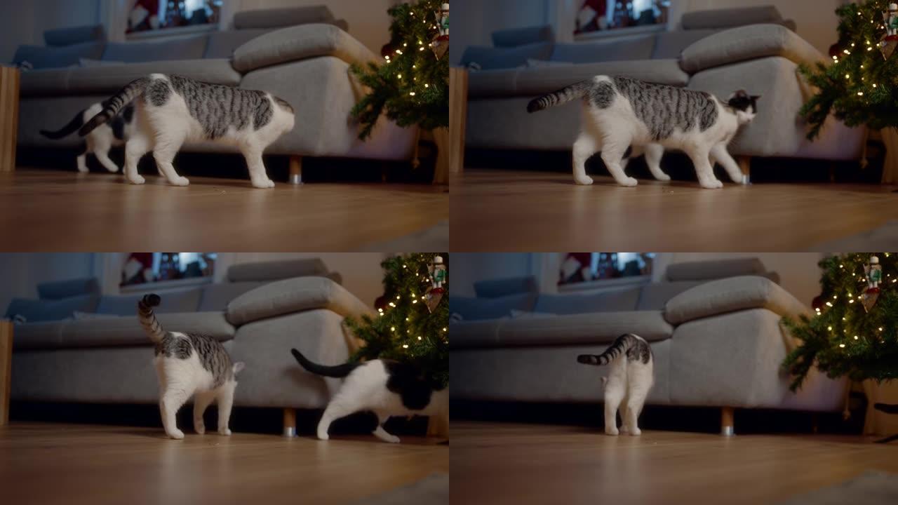 猫在装饰圣诞树旁边的沙发上走来走去
