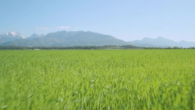 空中: 在乡村阳光明媚的夏日，飞越茂密的麦田