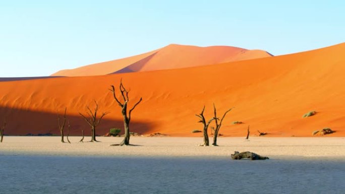 WS风景秀丽的Deadvlei树在白土和沙丘，纳米比亚，非洲