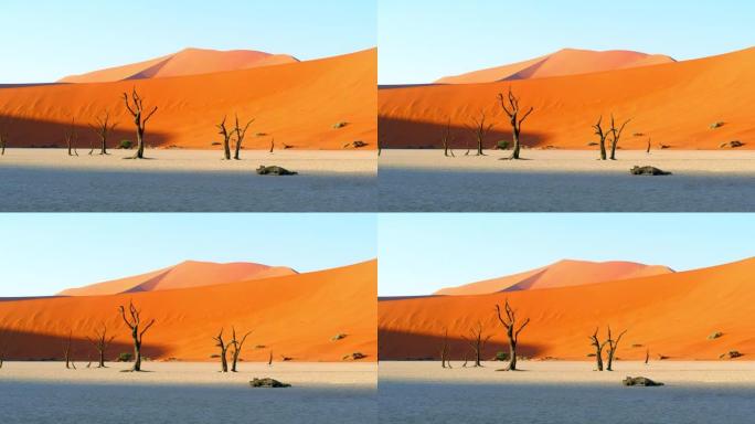 WS风景秀丽的Deadvlei树在白土和沙丘，纳米比亚，非洲