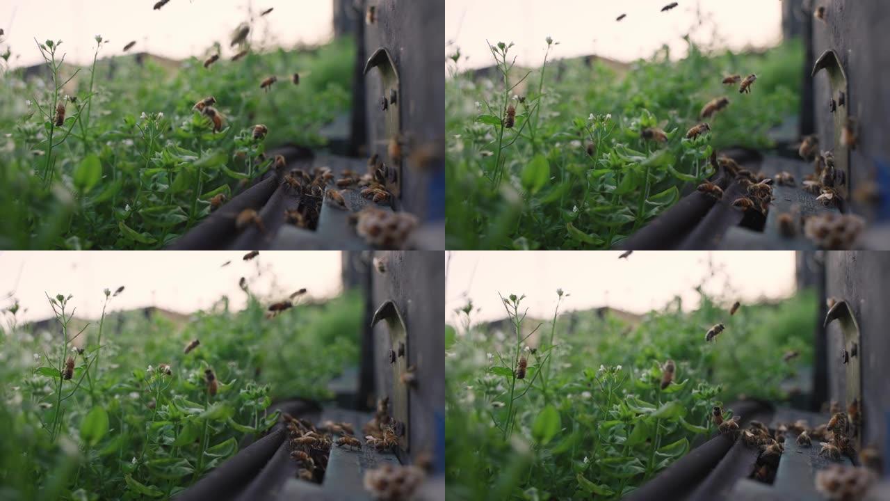 蜂群在春天的田野中飞翔