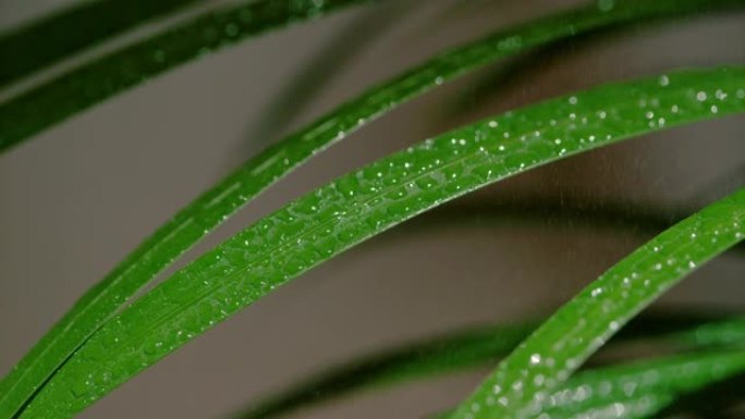 宏观，dop: 微小的水滴洒在郁郁葱葱的绿色装饰草地上。