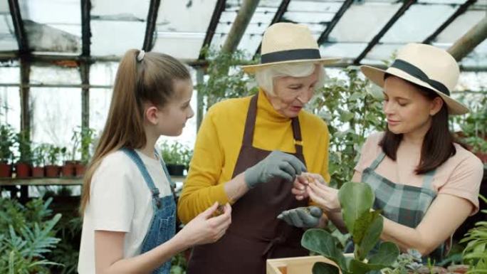 经验丰富的老妇人的慢动作农民与女儿和孙女讨论植物